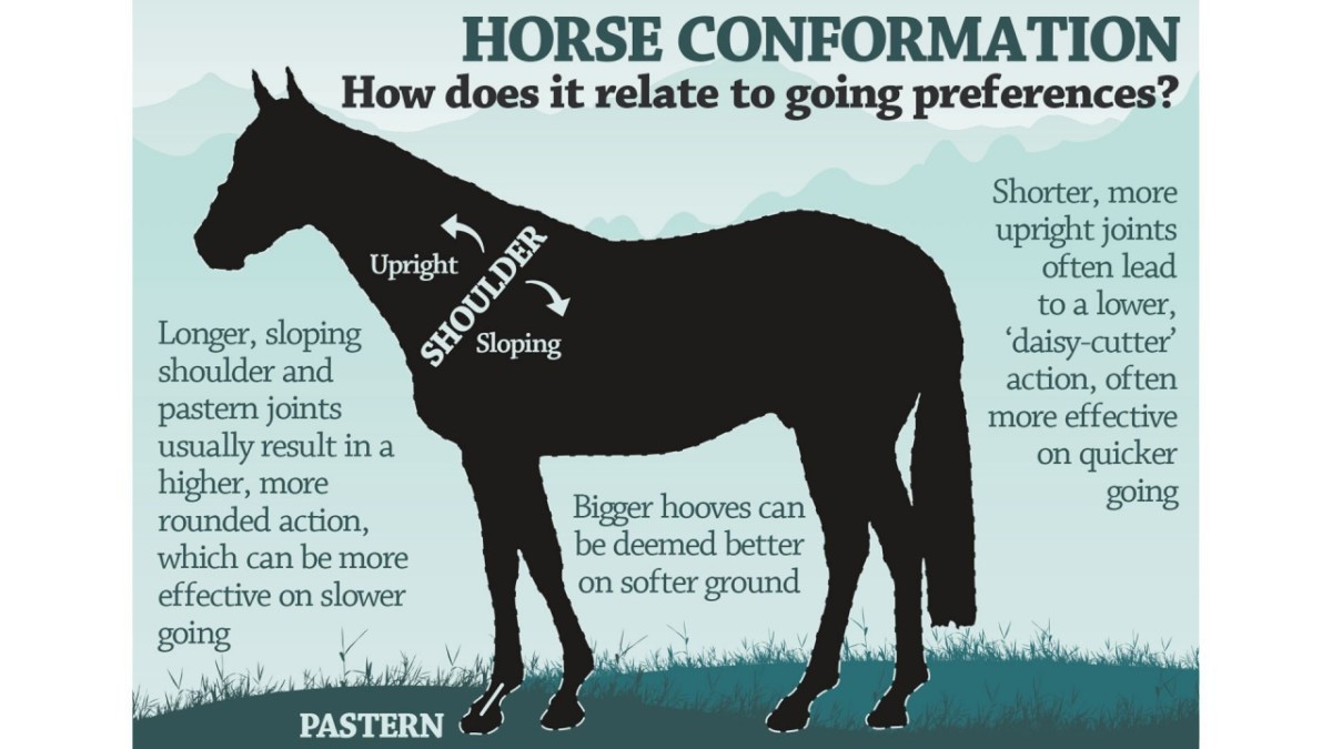 Do horses still race on hard going?