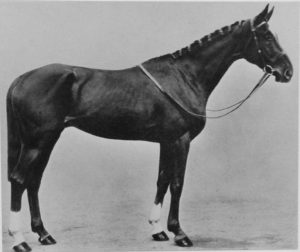 Which horse won the inaugural Cheltenham Gold Cup?  