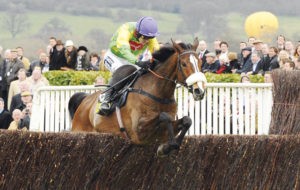 How many times did Kauto Star run in the Cheltenham Gold Cup?  