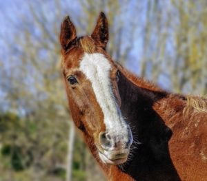 Which was the greatest Flat horse ever?  
