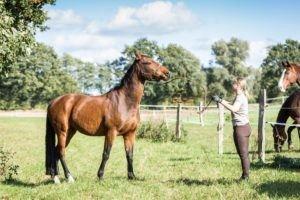Why are horses gelded?  