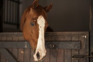 When do horses reach peak performance?  