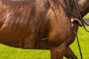 Is sweating always a bad sign in racehorses?  