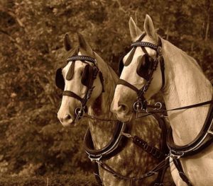 What are blinkers?  