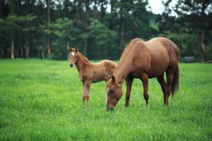 What happens to racehorses when they retire?  