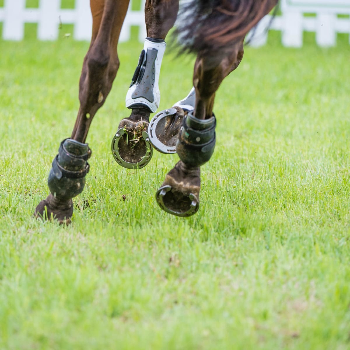 Do All Racehorses Wear Shoes?