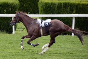 What was the name of the horse that trampled Emily Davison at Epsom?  