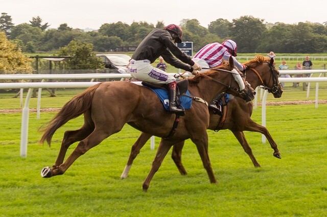 Which were the three foundation stallions of the Thoroughbred breed?  